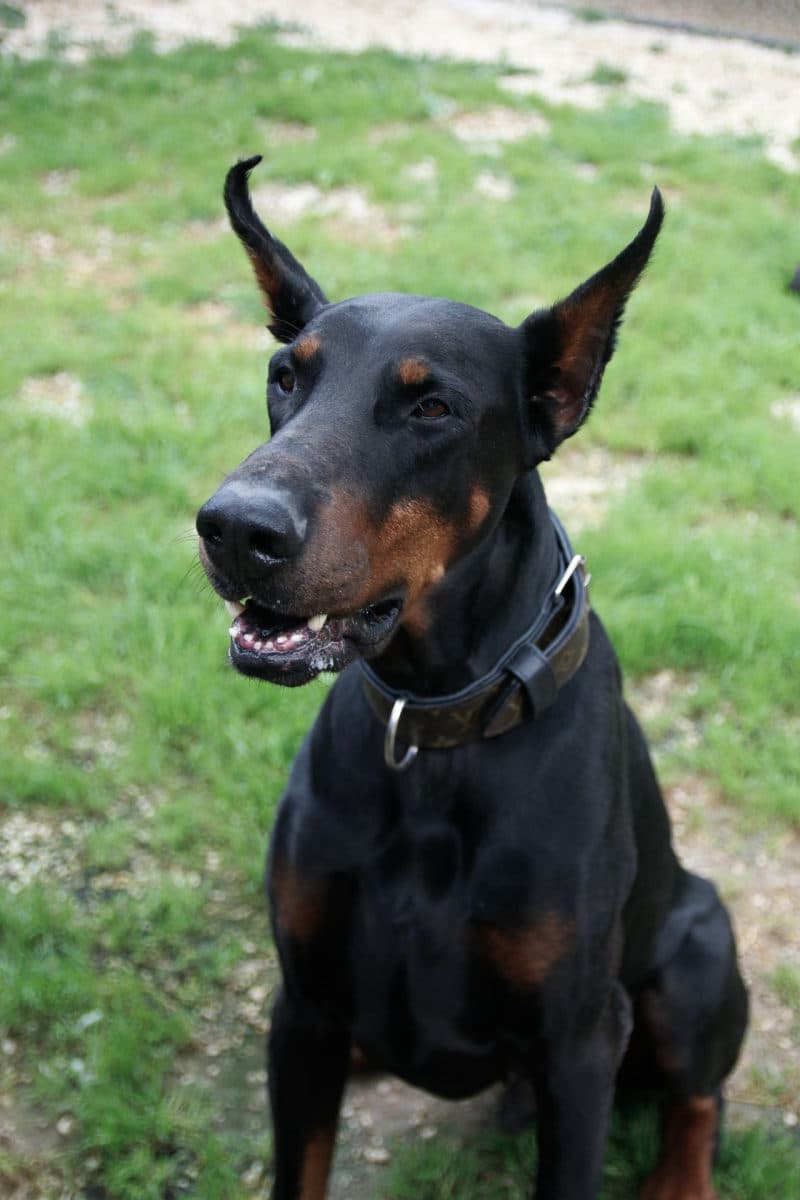 RSG K9 unit dog